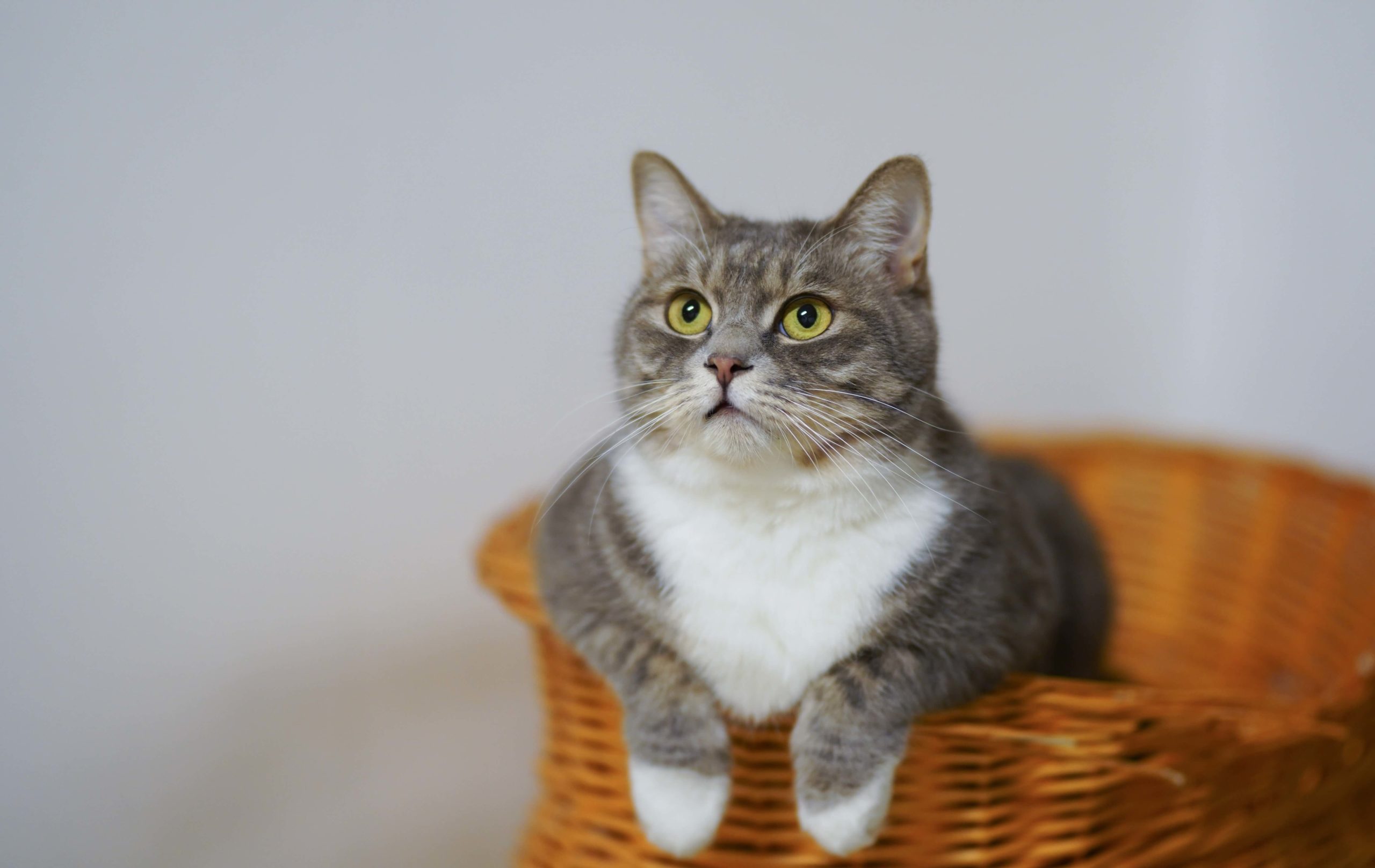 pexels-cats-coming-1543793-scaled