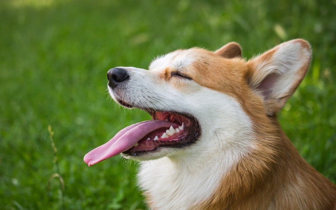 Signs Your Pet Might Have Allergies