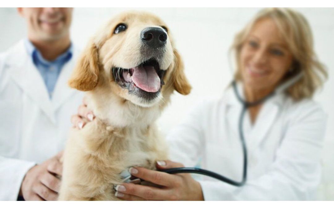 Prepare Your Pet for a Stress-Free Vet Visit