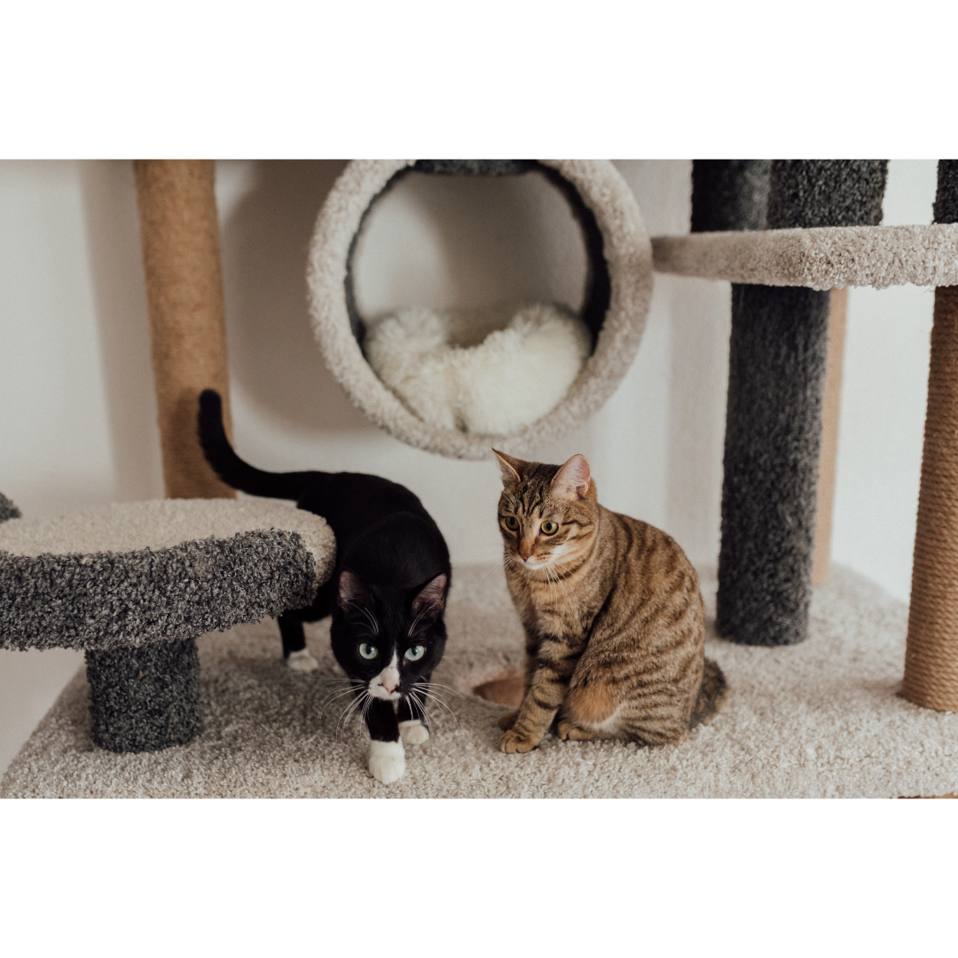 Mentally Stimulate Your Cat 3 Ways to Enrich Your Cat’s Life St